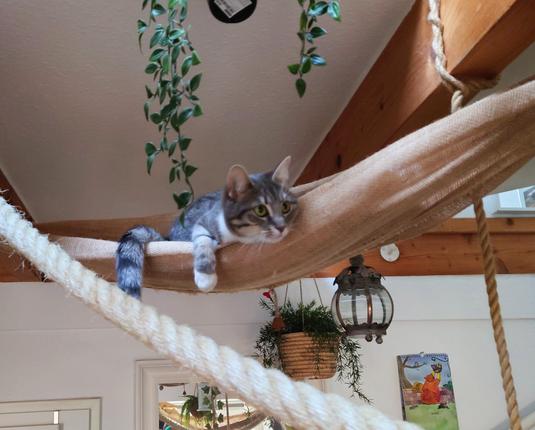 A grey-white Tabby laying in a woven hammock under the ceiling between wooden beams, only showing her head, her front leg and her tail, hanging out. In the foreground a rope can be seen, above her some green hanging plants, part of a white wall with a mirror and s calendar with a drawer bear on it, called the "Bärlender'