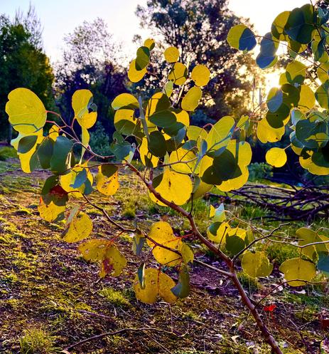 The evening sun shines through the leaves of a young red box sapling. The leaves are bright green yellow with reddish brown branches.