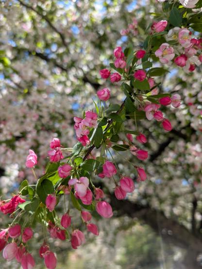crab apple pink blossoms