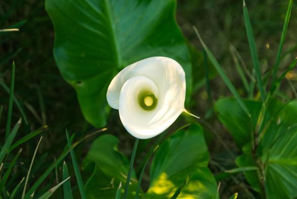 photo of a calla lily shot straight into the flower
the bloom is in the middle of the picture, white with white shadows
scrolling a loose righthand spiral, the center is yellow and yellow-green
deep green leaves rise above and below the flower
blades of grass right and left