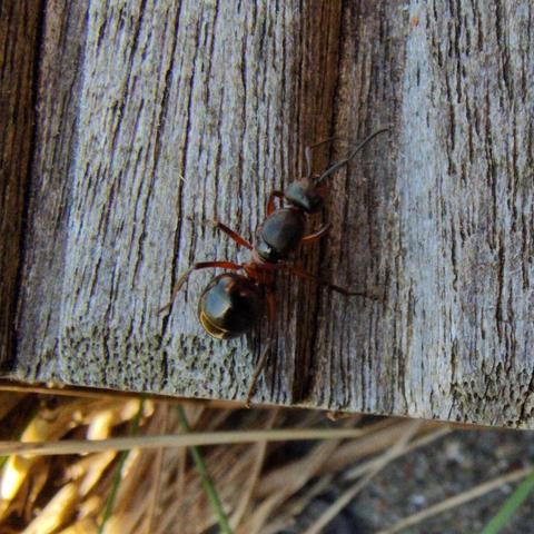 Unspecified single ant