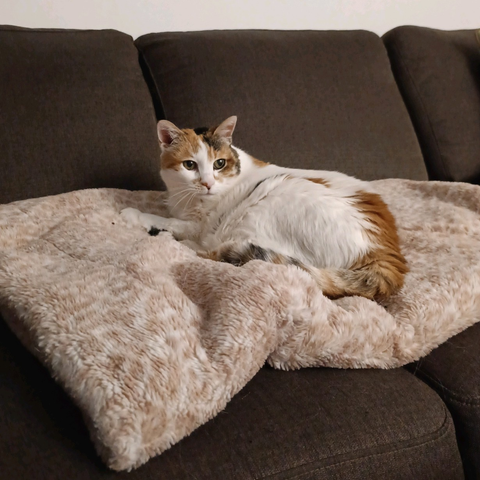 New picture of our cat Rubee. Her birthday is on the 4TH of May.