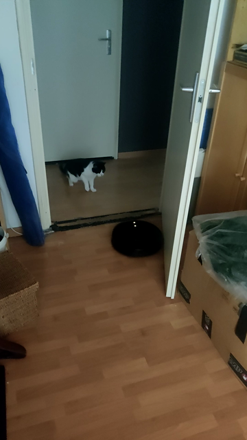 Following around a black robot vacuum cleaner. A black and white cat looks at it miss trustingly. The power runs out quickly