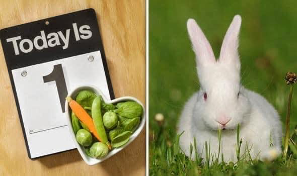 White Rabbit