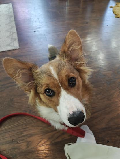 Rigby the fully corgi looking at the camera, head tilted in a bemused look