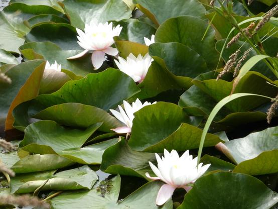 Seerosen (weiße Blüten mit gelb und einem Hauch rosa) auf einem Teich. Man sieht quasi kaum Wasser, sondern die grünen Blätter und die hellen Blüten.