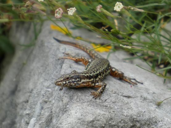Eine Mauereidechse  auf einem Stein. Schwarz-grünliche Haut. Oben sind kleine Blumen zu sehen.