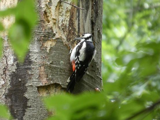 Ein Buntspecht an einem Baum, zwischen Blättern fotografiert. Man sieht seinen Rücken und den Kopf, den er seitlich hält. Schwarz-weißes Gefieder, wie so ’ne Gewinnerflagge beim Autorennen. Roter Federpöker.