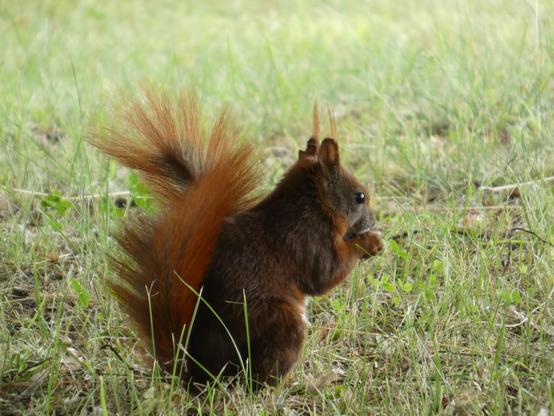 Ein Eichhörnchen auf der Erde, Rückenansicht, hinteres Profil. Rotbraunes, dunkleres Fell. Man sieht den Plüschschwanz sehr gut. Es knuspert gerade auf etwas herum (Nuss?).