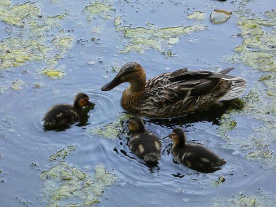 Eine Stockentenmama im Wasser mit vielen Wasserpflanzen. Drei lütte Küken um sie herum.