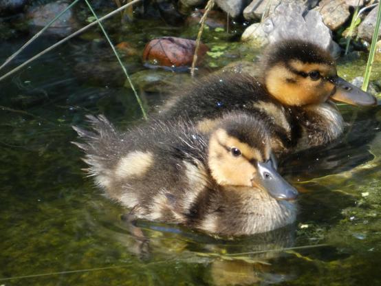 Zwei Stockentenküken im Wasser, an Ufernähe. Man sieht Steine im Hintergrund. Die Küken haben Wasser in den Federn und sind gelb-braun.