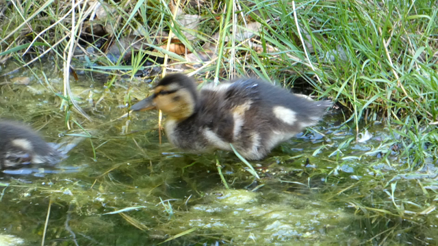 Video: Zwei Entchen springen ins Wasser, die Kamera folgt ihnen. Dann schwenkt die Kamera zurück und zoomt auf das verbliebene Küken zurück, das am Ufer draußen steht. Dann springt es rein und das Video endet.
