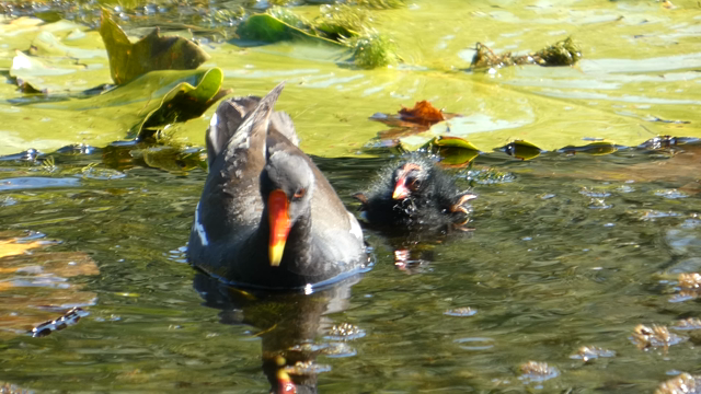 Teich mit Seerosen. Ein Teichhuhn (gelb-roter Schnabel, schwarzes Gefieder) schwimmt im Wasser. Rechts von ihr ist ihr Küken. es sieht ähnlich aus wie die Mama, aber etwas struppiger. Es wackelt ganz putzig mit den kleinen Miniflügelchen, die eher wie lütte Stümmelchen aussehen (noch). Die Mama schwimmt weiter, Zoom auf das Lütte, das etwas trinkt aus dem Teich.