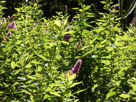 Weidenblättriger Spierstrauch – Grüne Blätter leuchtend im Sonnenlicht eines Strauchs. Man sieht lila Plüschpüschel aus dem Grün ragen. (Die Blüten).