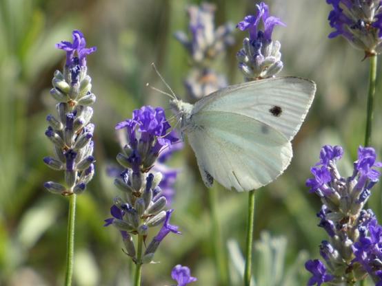 Ein Weißling – Schmetterling – sitzt an lila Blüten. Der Schmetterling hat einzelne schwarze Flecken auf den Flügeln, sonst ist er komplett weiß. Man kann auch die Fühler erkennen.