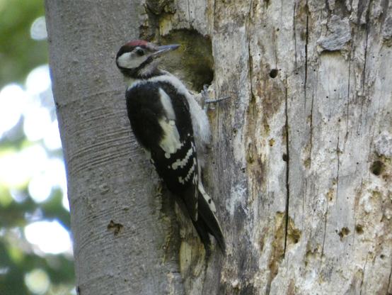 Ein Buntspecht (rotes Käppi, schwarz-weißer Korpus, hängt an einem Baum vor einem Kleiberloch. Man erkennt den Stützschwanz. Der Specht kuckt zur Seite.