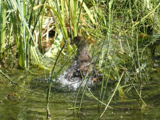 Ein juveniles Teichhuhn (noch eher braun als schwarz) planscht schön im Wasser. Man sieht Wasserspritzer. Schilf im Hintergrund.