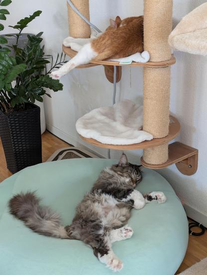 A black tabby with white Maine Coon sleeping peacefully in a big pet bed covered with a turquoise bedsheet and a red tabby with white cat laying elegantly on a platform between two scratching posts of a wall mounted cat tree.