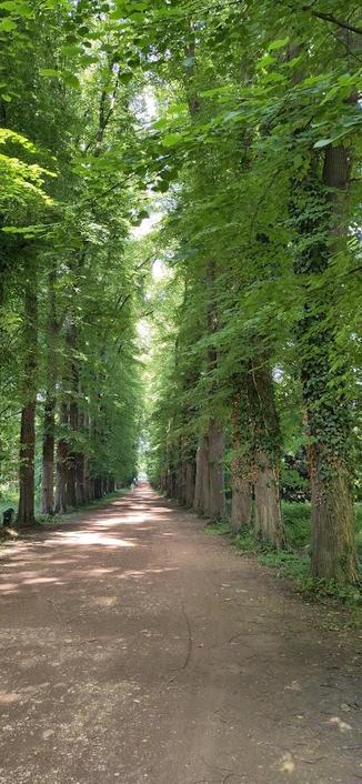 Eine nur zu Fuß begehbare Allee hoher Bäume links und rechts. Nur wenig Sonnenlicht fällt auf den Weg, der größte Teil ist Schatten.