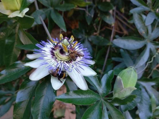 Passionsblume mit 1 Hummel und 2 Bienen