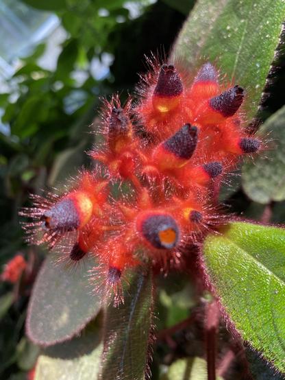 A close-up of vibrant red and black fuzzy floral structures surrounded by green leaves, showcasing unique textures and colors.