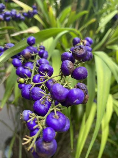 A close-up of clusters of vibrant purple berries on a branch, surrounded by green leaves. Some berries appear slightly shriveled or darkened.
