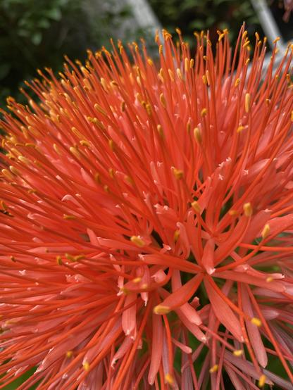 A close-up image of a vibrant orange flower, featuring numerous elongated petals and yellow-tipped stamens, creating a burst of color and texture.