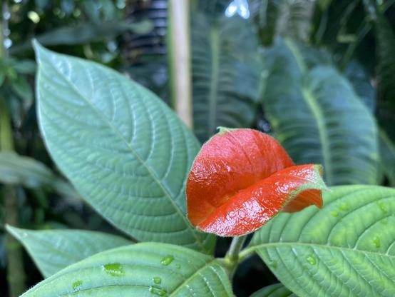 A vibrant red leaf is perched on a green leaf, surrounded by lush foliage. The scene features detailed textures of the leaves, with some water droplets on the green leaf, suggesting a tropical setting.
