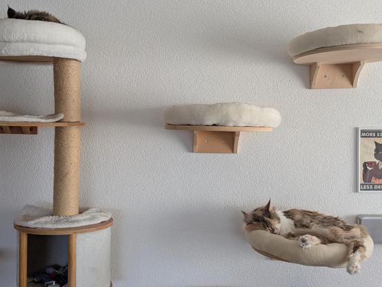 A wall full of mounted cat beds and a scratching post with bed and platforms, two beds occupied by brother and sister Maine Coons taking it extremely easy