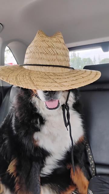 A dog wearing a hat so only her nose and smile are visible