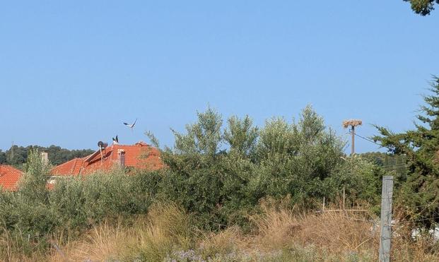 An outdoors photo. On the right, an empty stork nest at the top of a wooden power pole. On the left, a red tile roof and two storks flying just above it. In front of all that are a few olive trees. The sky is a perfect light blue.