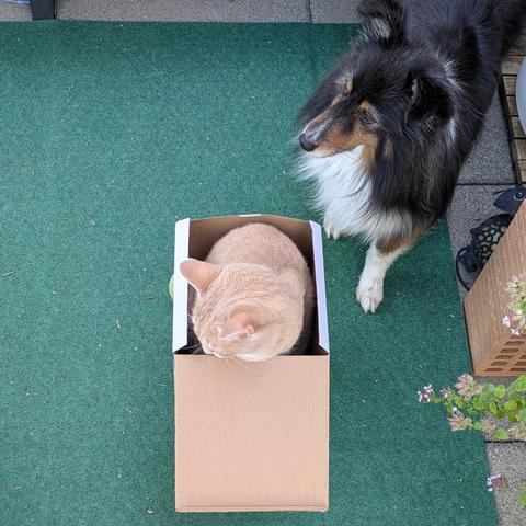 A ginger tabby sitting in a box without a care in the world with a tricolour sheltie looking for a sign how to proceed with the well-known troublemaker in front of her