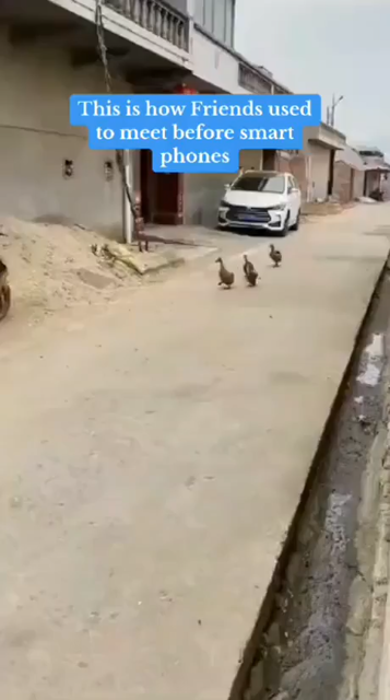 "This is how friends used to meet before smartphones"

A video of a few ducks walking through a town honking and honking, more ducks come from a doorway.  On to the next door, more ducks come out.  Soon it's many many ducks honking for their friends to come play.