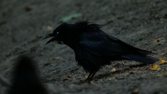 Rowdy looking corvid with his eyes glazed over.