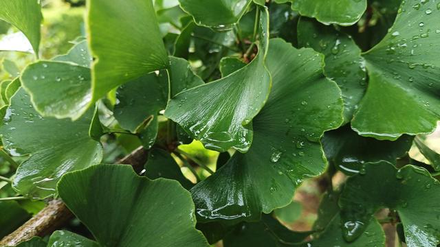Regentropfen auf grünen Gingkoblättern. Große Nahaufnahme. Man sieht auch hellgrüne ganz frische Blätters.