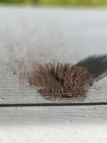 A collection of tiny, thin sporangia, are propped up on even tinier stalks. Each is attached to the wooden siding of my house. Each is brown and resemble hot dogs on a stick.