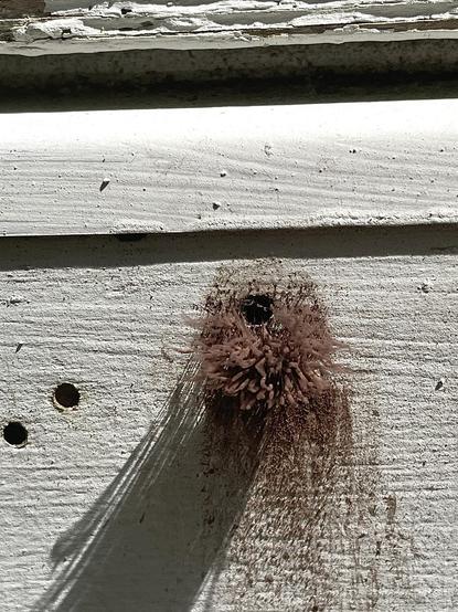 Looking at it straight on as it is about 2 ½ feet up the side of the house. The mold is surrounding a small nail, or insect hole. There are 2 other holes nearby. The brown speckling under the mold are spores that have been released.