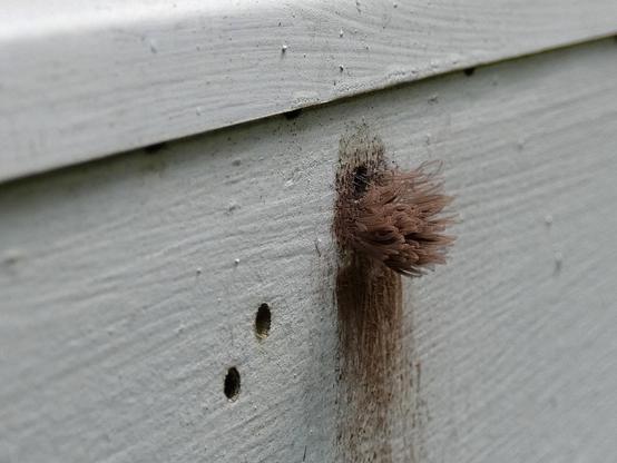 Looking at it from the side where the fruiting bodies are a bit more in focus and the smear of spores can be seen.
