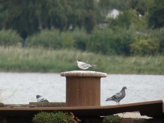 Auf einem verrosteten Poller steht eine Flussseeschwalbe (?). Orangiger Schnabel, graue Flügel, weißer Bauch. Links und rechts von ihr hübsche Tauben. Man sieht im Hintergrund Wasser der Warnow und das Gehlsdorfer Ufer (Bäume).