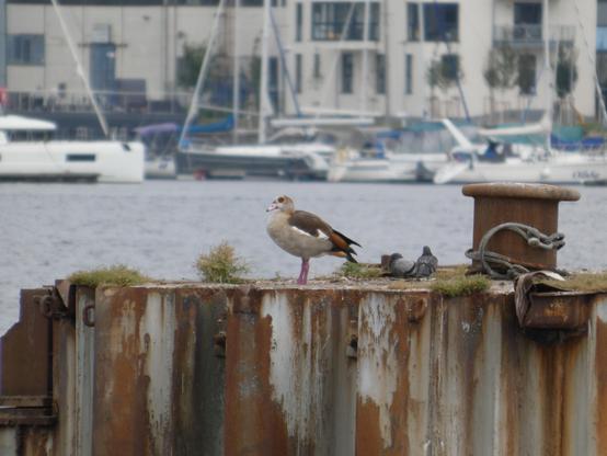 Auf einem Metalpoller in der Warnow ist eine große braun-graue Gans. Sie hat einen braunen Fleck ums Auge. Weiß unter den Flügeln, die sonst eher rot-braun sind. Hinter der Nilgans sind zwei Tauben. Verrostete Poller noch und im Hintergrund Segelboote und kleine Yachten, sowie Gebäude.