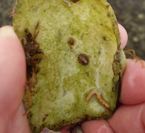 Two tiny bown zig-zag ornamented limpets sit on an old bivalve shell which encrusted in green algae, plus a serpulid worm tube. The shell is held in a pink hand.