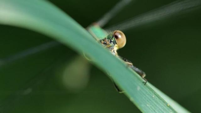 Dragonfly peeking behind a leaf.
