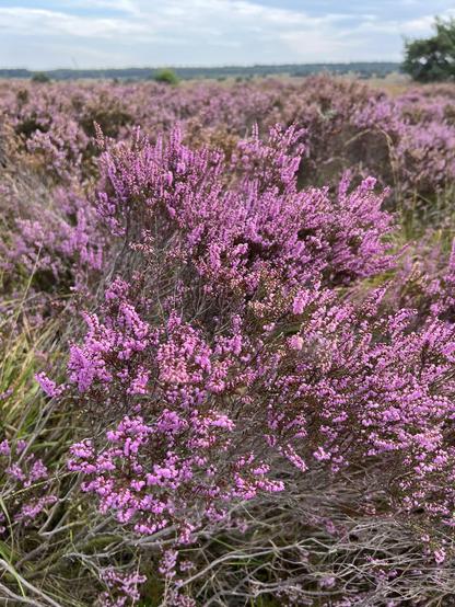 Bright purple heather (Calluna vulgaris)
