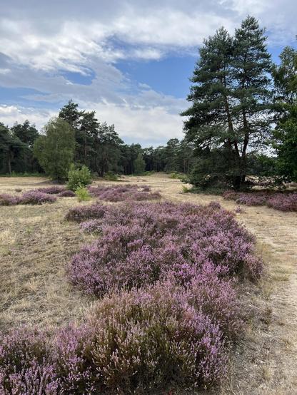 Sandy forest clearing with some pines and a stroke of purple heather along the tentative path.