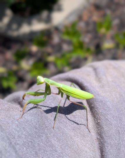 praying mantis on my arm