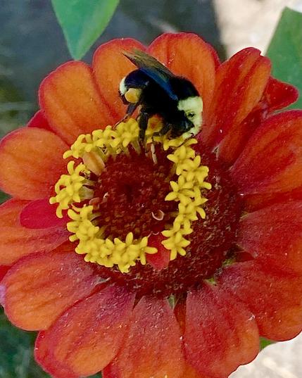Close-up image of a brilliant yellow orange zinnia flower head with a darker orange center topped by a crown of yellow stamens. A fat woolly yellow-faced bumblebee is busily collecting pollen. He has a yellow head and a cute black fuzzy bum with a white stripe. He has a visibly bulging pollen pouch on his rear haunch.