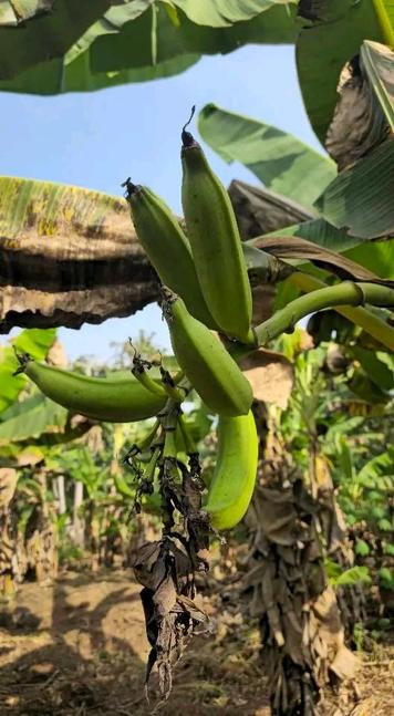 A banana plant ready to be harvested