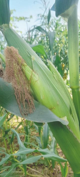 A maize plant (corn)