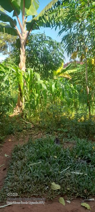 Corn in our garden i