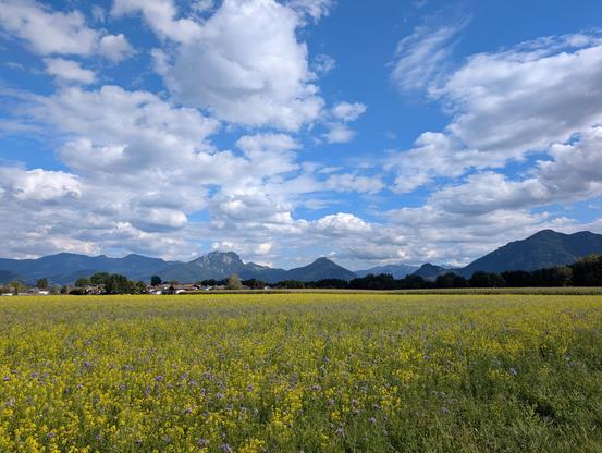 Blick aus dem Inntal zurück Richtung Berge unter weiß-blauem Himmel. Im Vordergrund ein blühendes Rapsfeld durchsprenkelt mit Kornblumen (glaube ich).